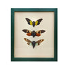 wall art - shadowbox - cicada trio by green beetle shop