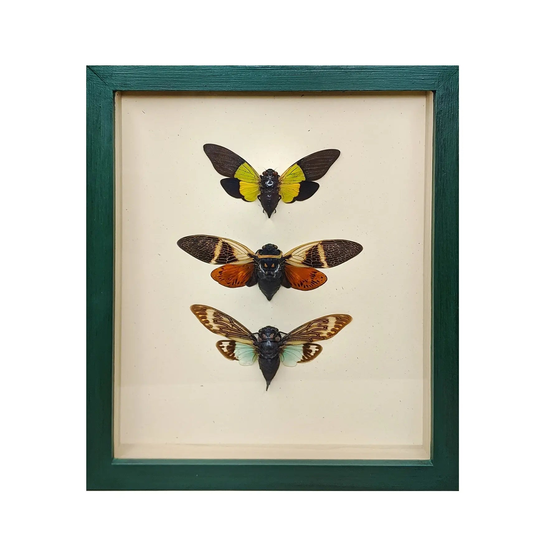 wall art - shadowbox - cicada trio by green beetle shop