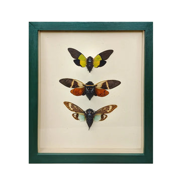 wall art - shadowbox - cicada trio by green beetle shop