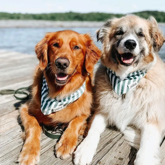 pet bandana - large - crew by the paws