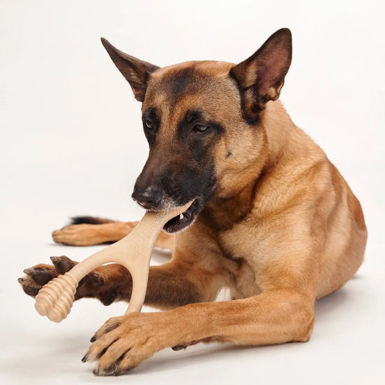dog bone - medium durable - venison flavor by betterbone natural dog chews