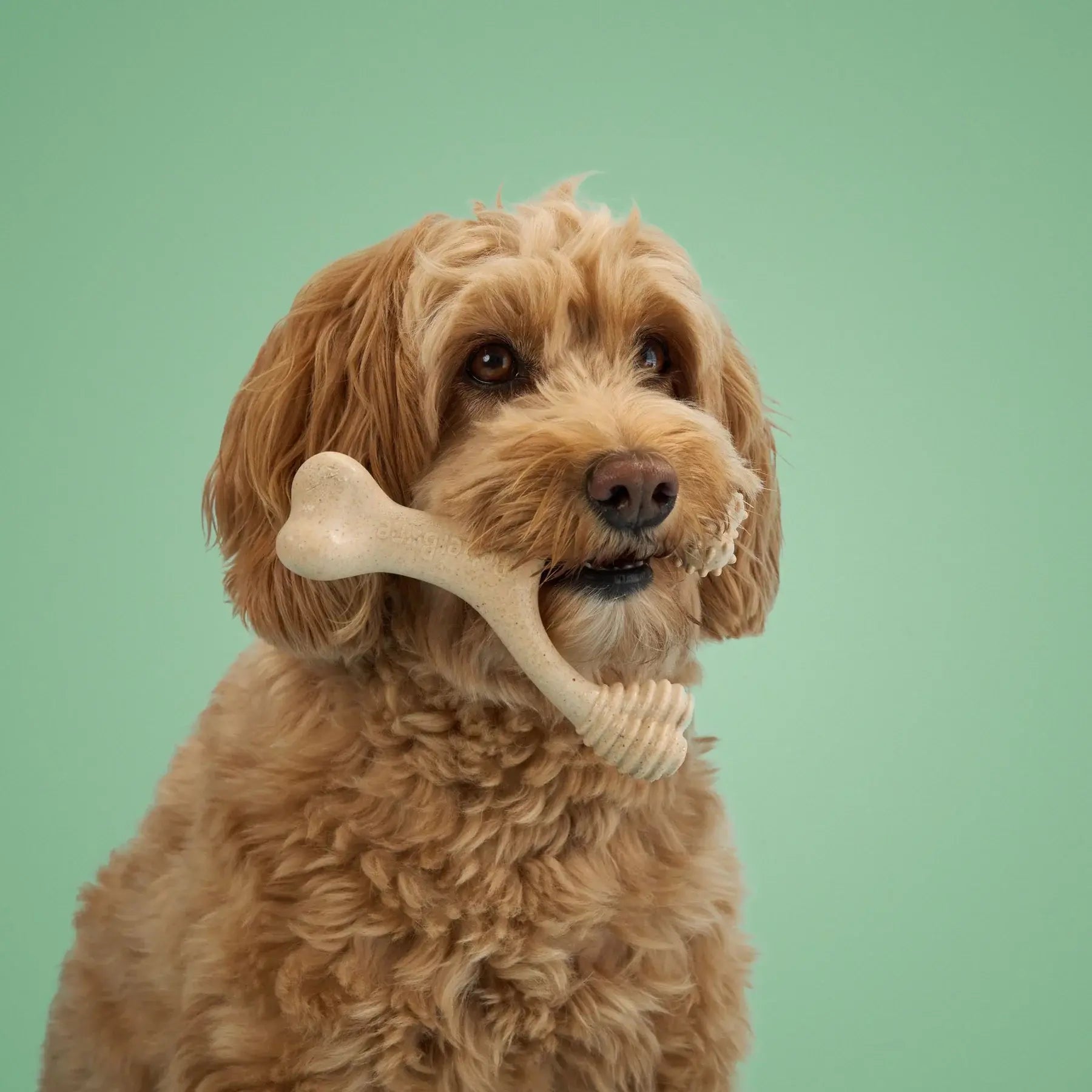 dog bone - medium durable - venison flavor by betterbone natural dog chews