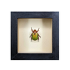 Wall Art | Shadowbox | Mexican Jewel Beetle