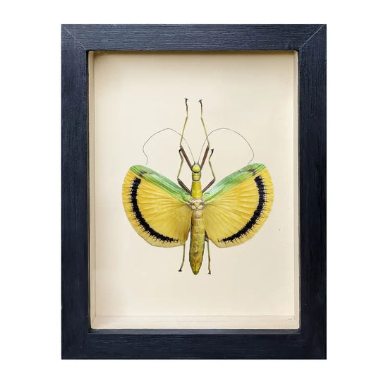 wall art - shadowbox - fancy pants stick insect by green beetle shop