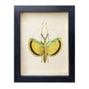wall art - shadowbox - fancy pants stick insect by green beetle shop
