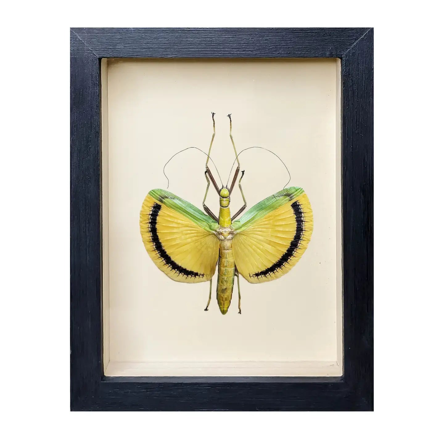 wall art - shadowbox - fancy pants stick insect by green beetle shop