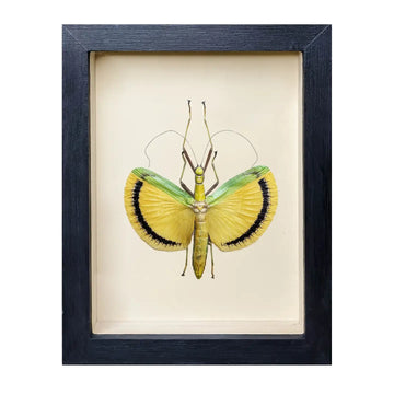 wall art - shadowbox - fancy pants stick insect by green beetle shop