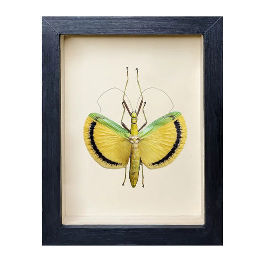 wall art - shadowbox - fancy pants stick insect by green beetle shop