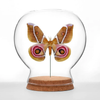 Insect Art | Globe | Suraka Silk Moth