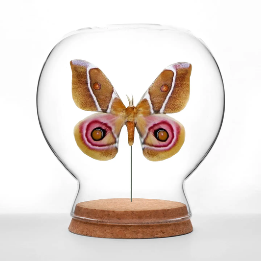 Insect Art | Globe | Suraka Silk Moth