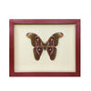 wall art - shadowbox - giant atlas moth by green beetle shop