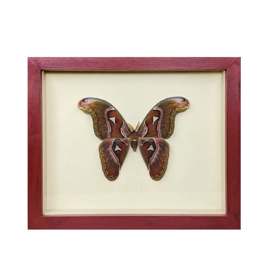 wall art - shadowbox - giant atlas moth by green beetle shop