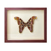 wall art - shadowbox - giant atlas moth by green beetle shop