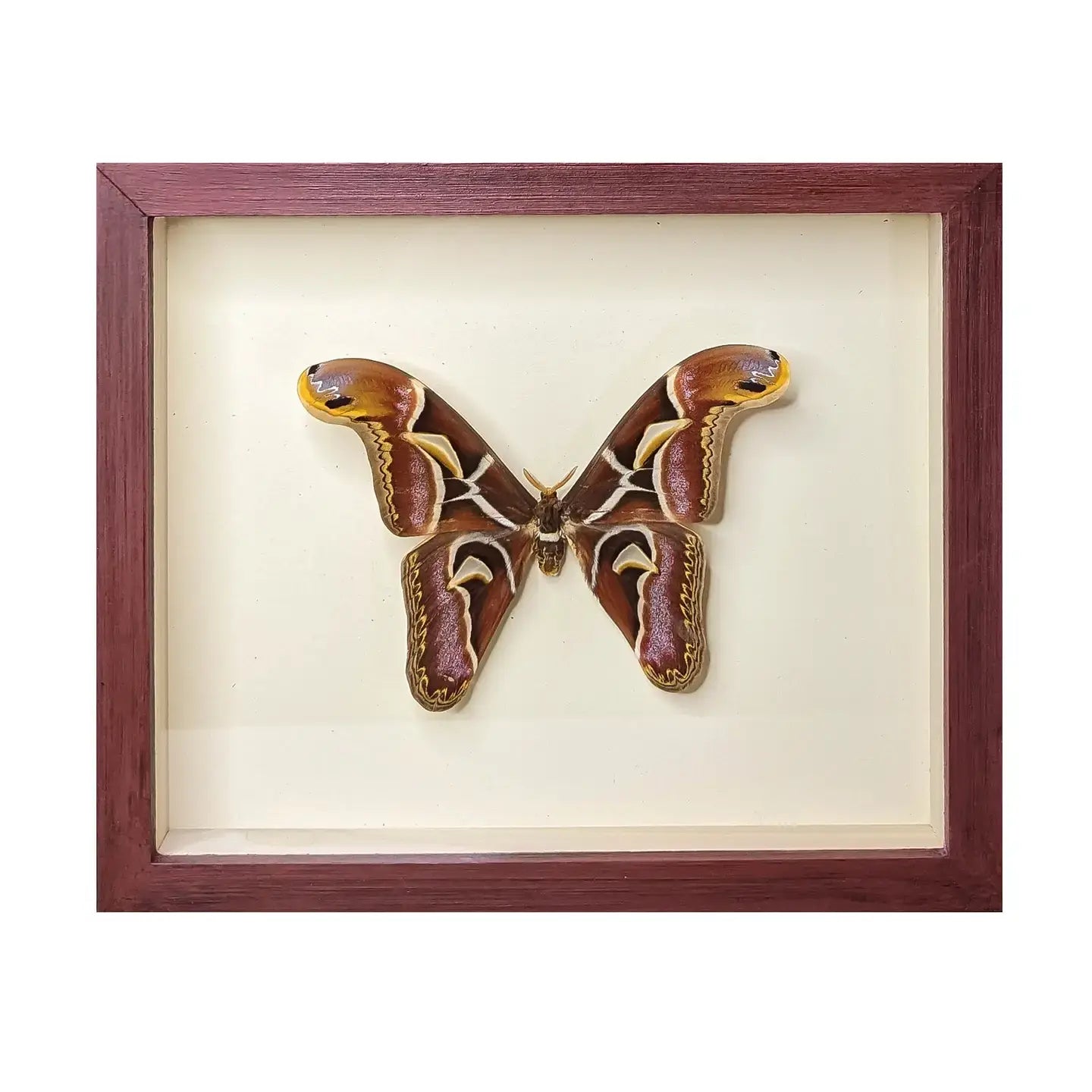 wall art - shadowbox - giant atlas moth by green beetle shop
