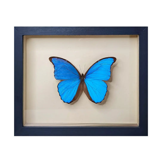 wall art - shadowbox - giant blue morpho butterfly by green beetle shop