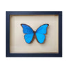 wall art - shadowbox - giant blue morpho butterfly by green beetle shop