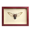wall art - shadowbox - giant cicada by green beetle shop