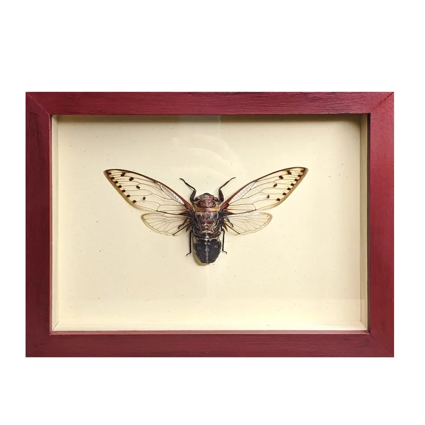 wall art - shadowbox - giant cicada by green beetle shop