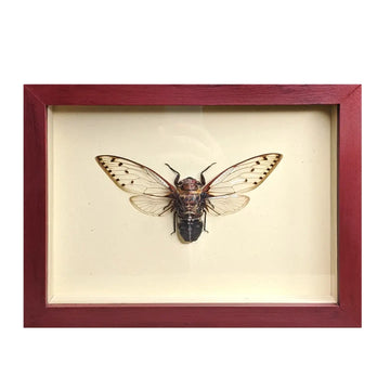 wall art - shadowbox - giant cicada by green beetle shop