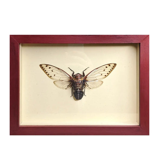 wall art - shadowbox - giant cicada by green beetle shop