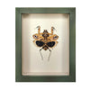 wall art - shadowbox - giant dead-leaf mantis by green beetle shop