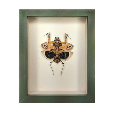 wall art - shadowbox - giant dead-leaf mantis by green beetle shop