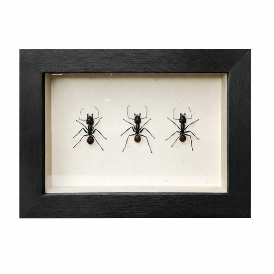 wall art - shadowbox - giant forest ant trio by green beetle shop