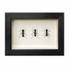 wall art - shadowbox - giant forest ant trio by green beetle shop