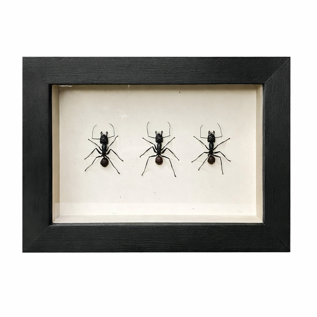 wall art - shadowbox - giant forest ant trio by green beetle shop