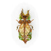 brooch pin - giant leaf insect by trovelore