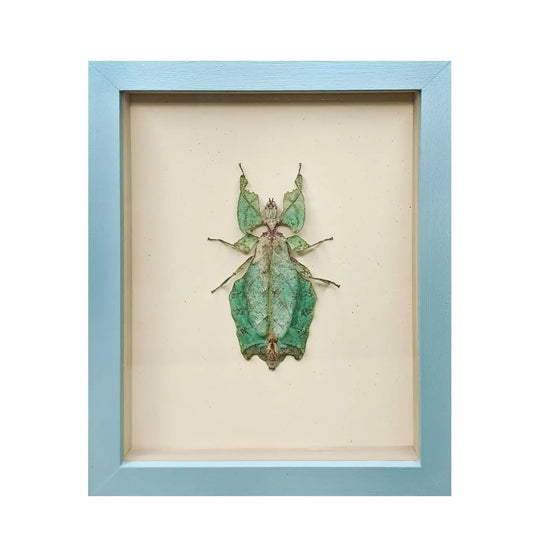 wall art - shadowbox - giant leaf insect by green beetle shop