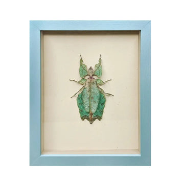 wall art - shadowbox - giant leaf insect by green beetle shop