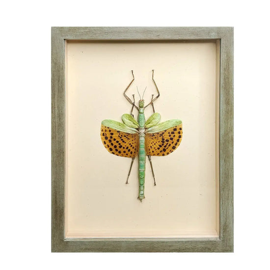 wall art - shadowbox - giant spotted stick insect by green beetle shop