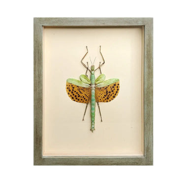 wall art - shadowbox - giant spotted stick insect by green beetle shop