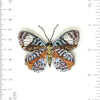 brooch pin - glorious purplewing butterfly by trovelore