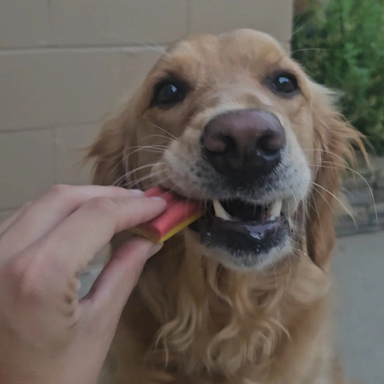 dog treat - ice cream by spunky pup bakery