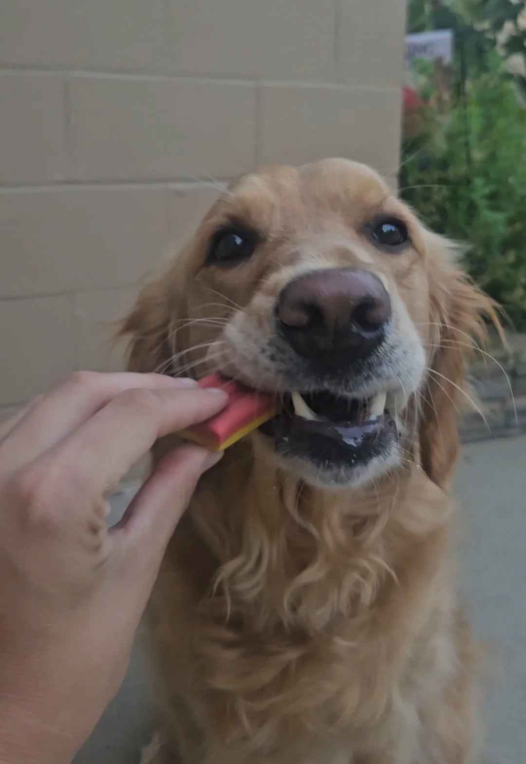 dog treat - ice cream by spunky pup bakery