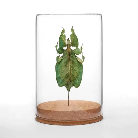 insect art - globe - gray's leaf insect by green beetle shop