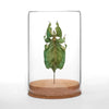 insect art - globe - gray's leaf insect by green beetle shop