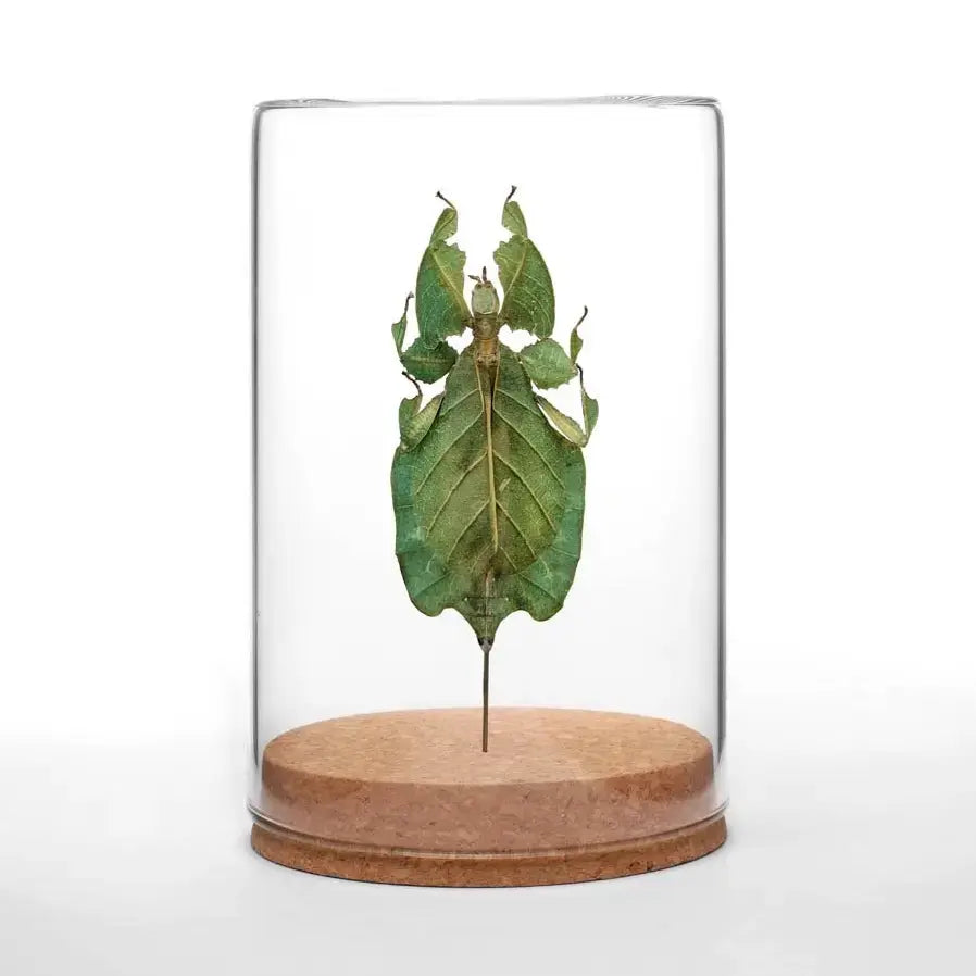 insect art - globe - gray's leaf insect by green beetle shop