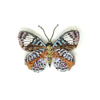 Brooch Pin | Glorious Purplewing Butterfly
