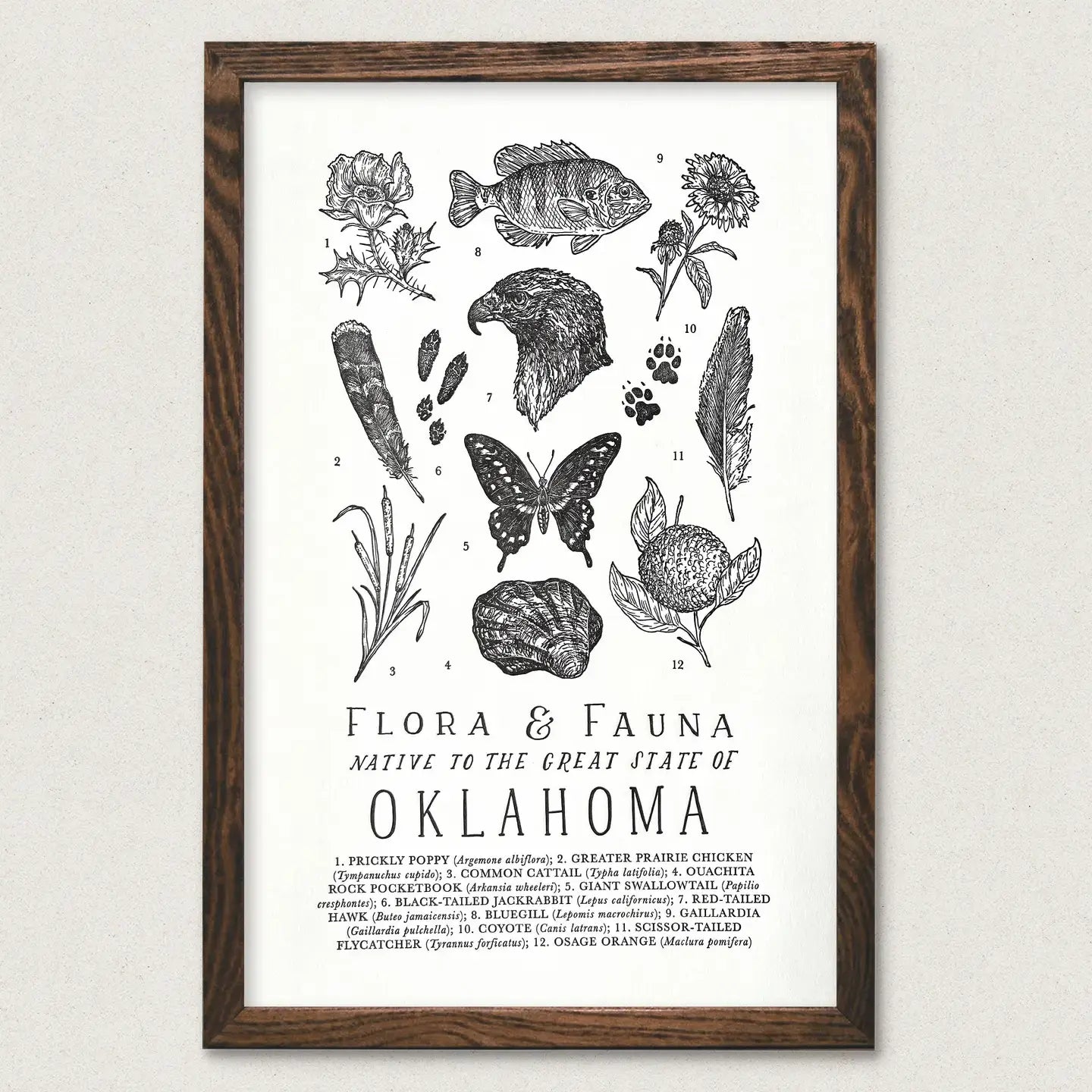 art print - oklahoma field guide - flora & fauna by the wild wander
