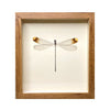 wall art - shadowbox - helicopter damselfly by green beetle shop