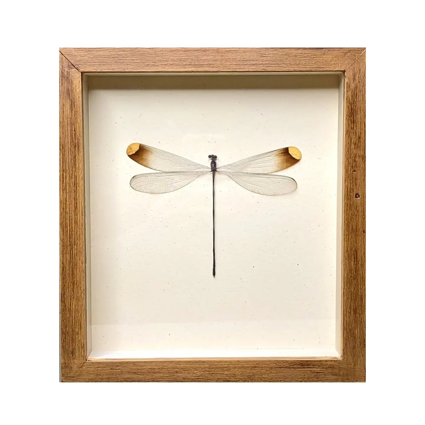 wall art - shadowbox - helicopter damselfly by green beetle shop