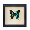Wall Art | Shadowbox | Peacock Swallowtail Butterfly