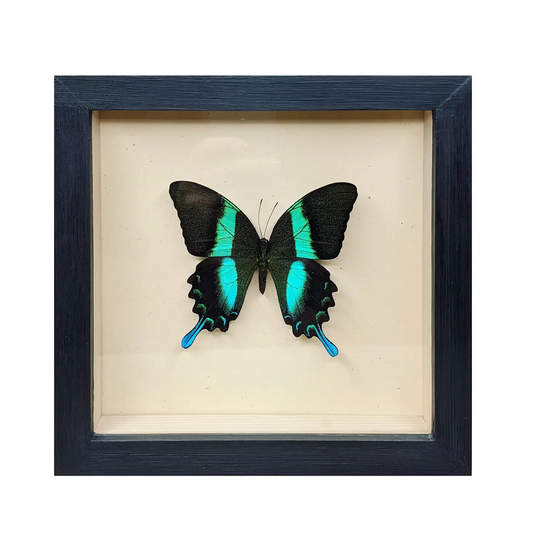 Wall Art | Shadowbox | Peacock Swallowtail Butterfly