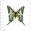 Brooch Pin | Scarce Swallowtail