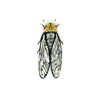 Brooch Pin | Walker's Cicada