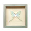 Wall Art | Shadowbox | Luna Moth