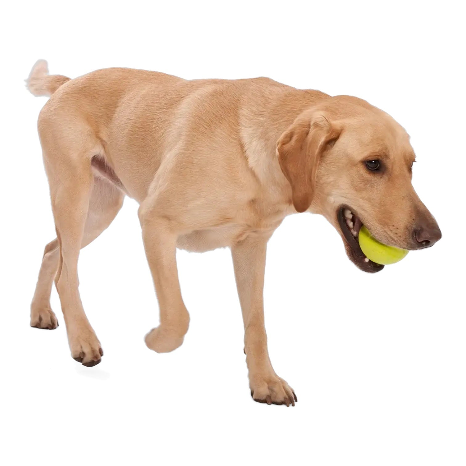 dog toy - jive® by west paw design